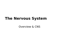 The Nervous System (1).ppt